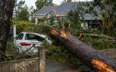 Abattage urgence arbre Limoges : procédure et tarifs