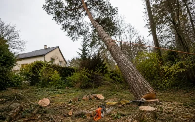 Abattage arbre penché Limoges : risques et techniques