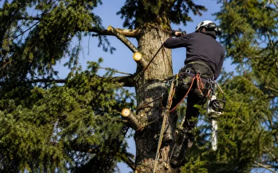 Prix élagage arbre Limoges : tarifs & devis 2026