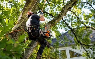 Élagueur grimpeur Limoges : rôle, tarifs et certifications
