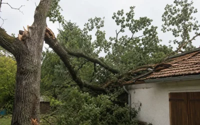 Élagage arbre dangereux Limoges : agir avant l&rsquo;accident