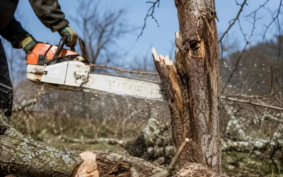 Abattage arbre mort Limoges : risques, tarifs 2026