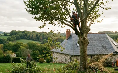 Réduction volume arbre Limoges : technique et limites