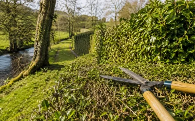 Période taille haie Haute-Vienne : calendrier 2026