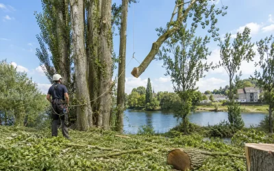 Élagage peuplier Limoges : technique et période 2026