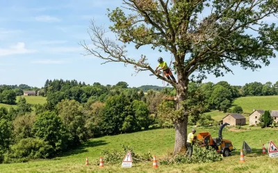 Élagage arbre malade Haute-Vienne : diagnostiquer et agir
