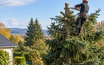 Faut-il étêter un sapin ? Guide complet