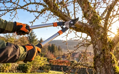 Période élagage : quand élaguer vos arbres ?